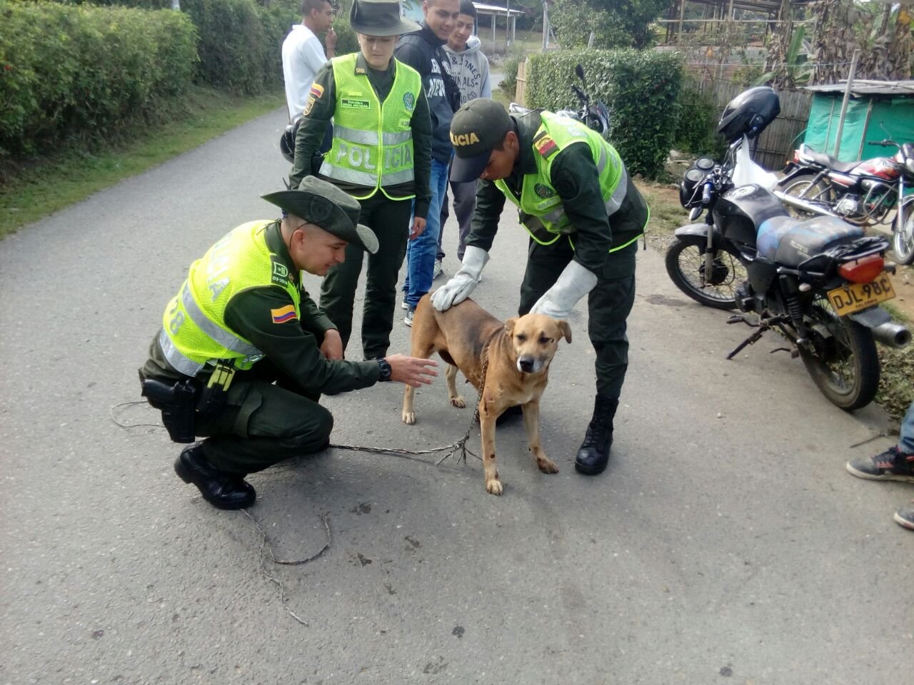 Canino Recuperado