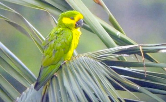 0avistamiento-de-aves-loro-orejiamarillo