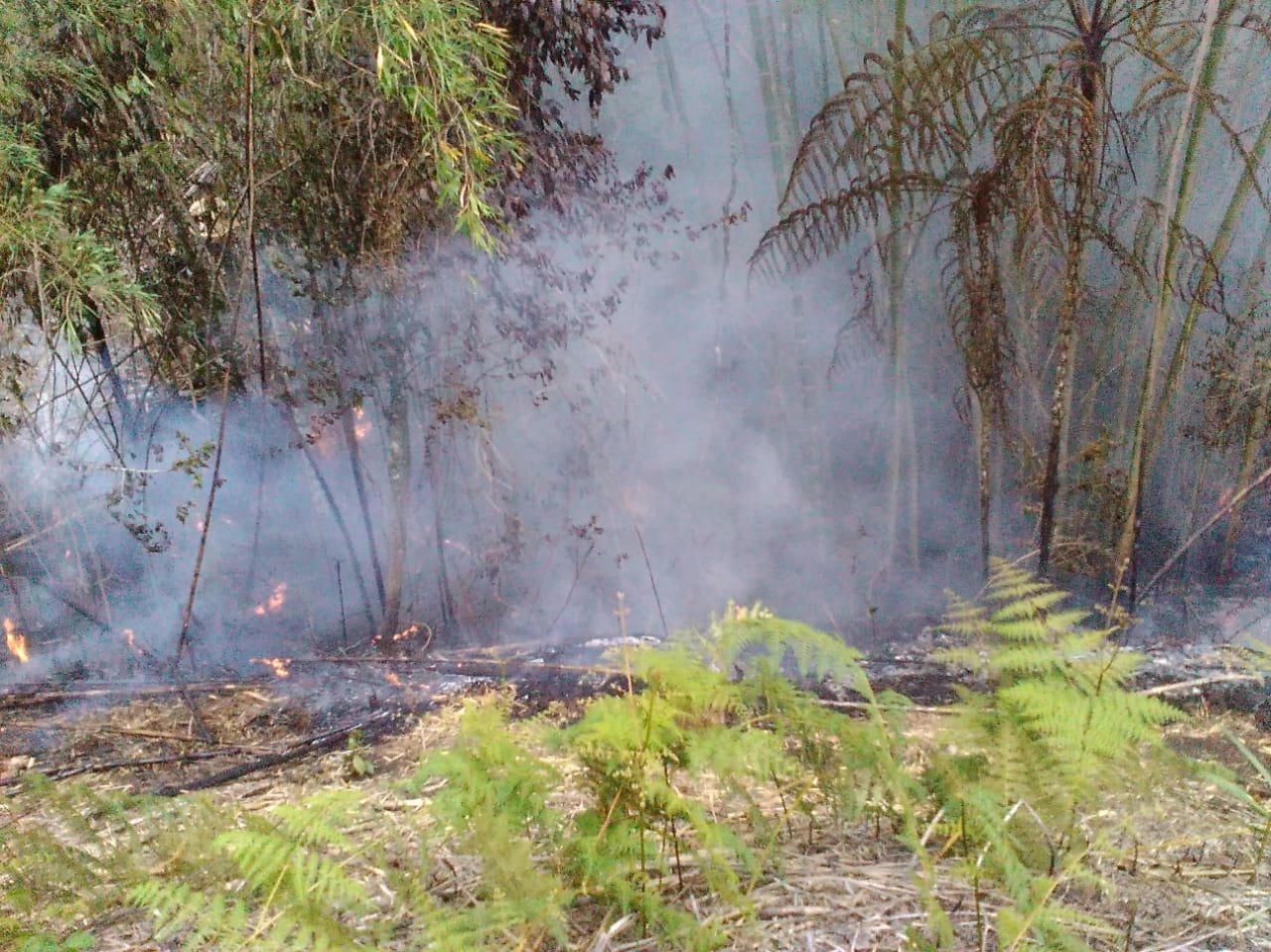 Incendio en el Cofre Cajibio