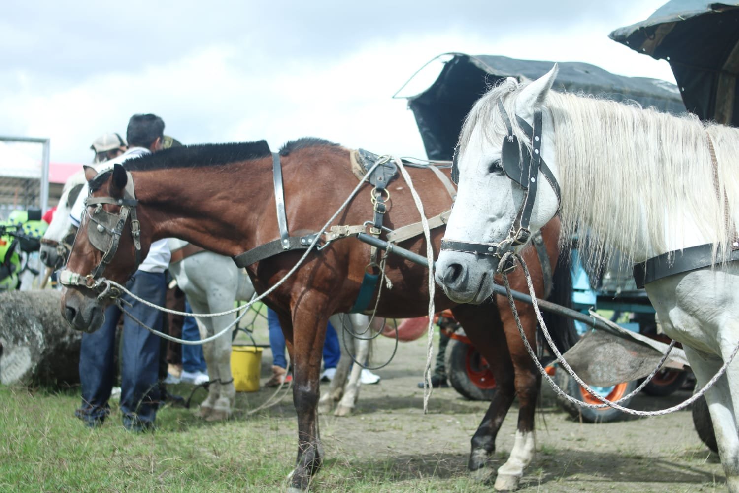 Caballos