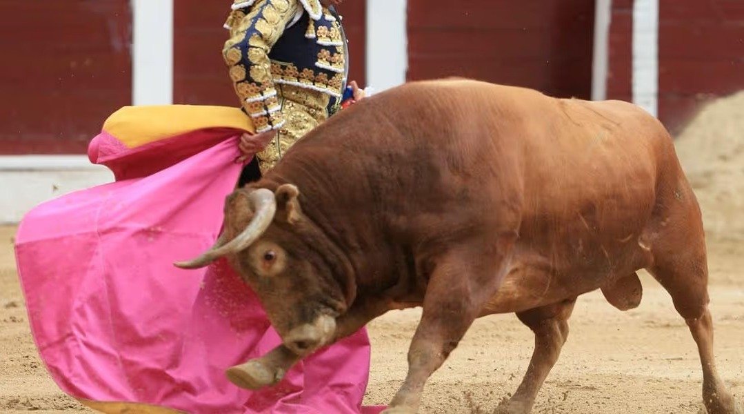 Toros